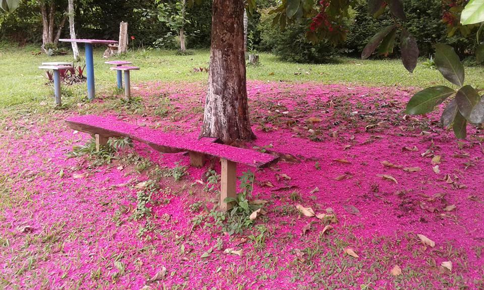 Pouso Jambo Rosa Hotell Valenca  Eksteriør bilde